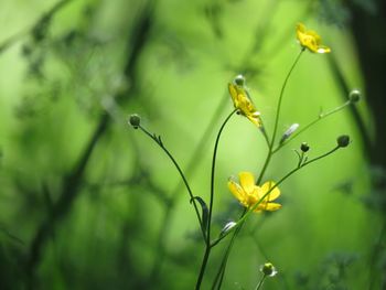 Close-up of yellow flowering plant