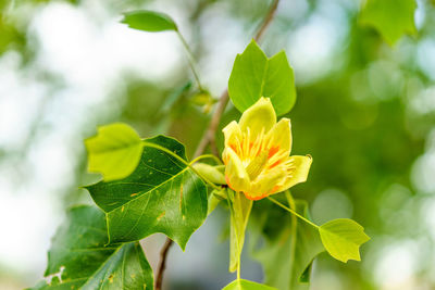 Close-up of yellow flower