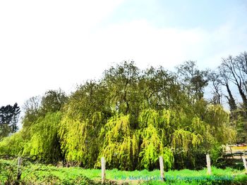 Low angle view of trees against sky