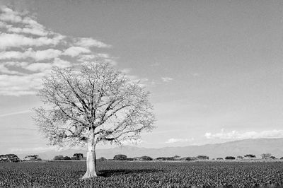 Bare trees on field against cloudy sky