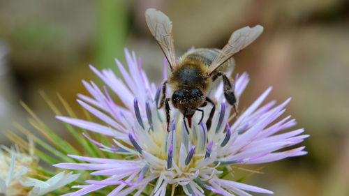 Close-up of bee pollinating on purple flower