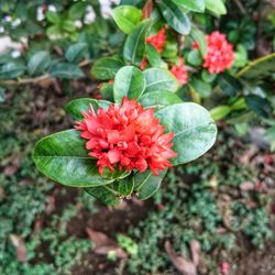 Close-up of red flowering plant