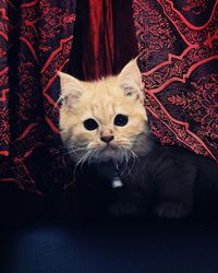 Close-up portrait of cat sitting against curtain