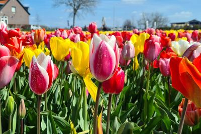 Close-up of tulips in field