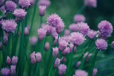 Close-up of pink flowering plants