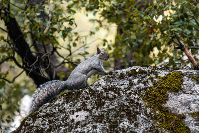 Squirrel on tree