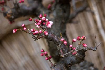 Close-up of cherry blossoms