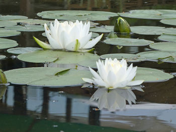 Close-up of lotus water lily in pond