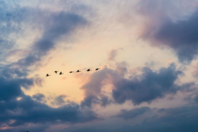 Low angle view of silhouette birds flying against sky