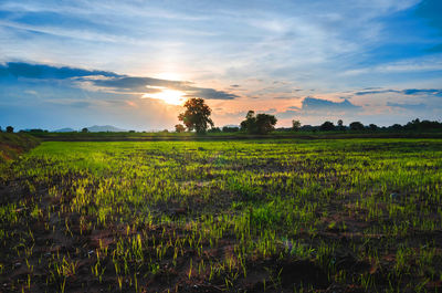 Scenic view of field against sky