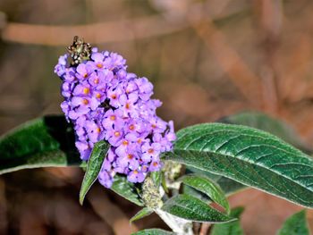 Close-up of purple flowering plant