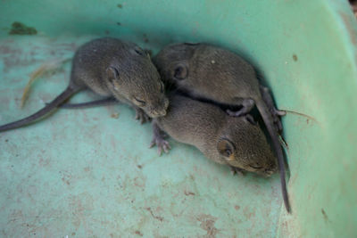 These baby mice found in the chicken coop were not harmed.he was put in a safe place in the garden.