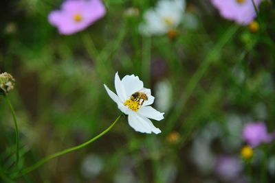 Close-up of white flowering plant