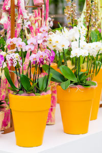 Close-up of yellow flower pot on table