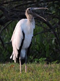 Close-up of bird