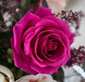 Close-up of pink rose