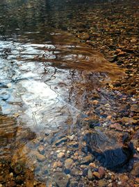 Reflection of trees in puddle