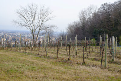 Bare trees on field against sky