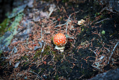 High angle view of fly agaric mushroom on field