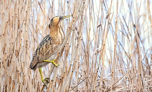 View of bird perching on grass