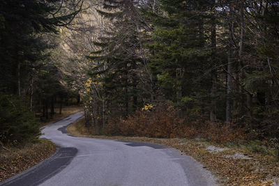 Road amidst trees in forest