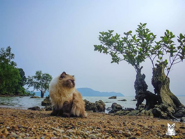 animal themes, tree, clear sky, water, mammal, one animal, beach, sea, sitting, rock - object, nature, domestic animals, tranquility, relaxation, dog, day, shore, sky, tranquil scene, beauty in nature