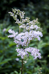 Close-up of purple flowers