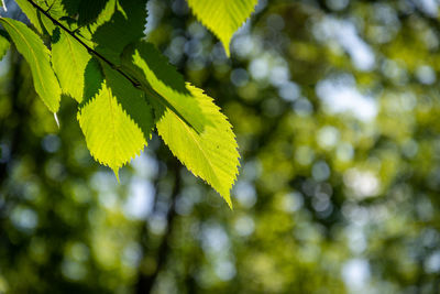 Close-up of leaves against blurred background