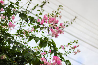 Close-up of pink bougainvillea plant