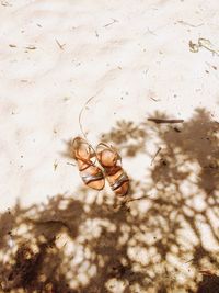 Close-up of crab on beach