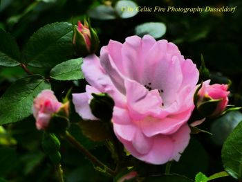 Close-up of pink rose