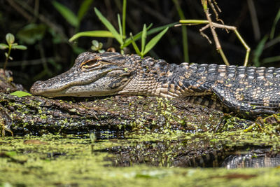 Close-up of snake on rock in lake