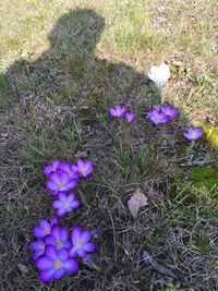 Close-up of purple flowers blooming in field