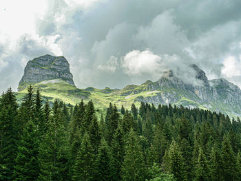 Panoramic view of pine trees against sky