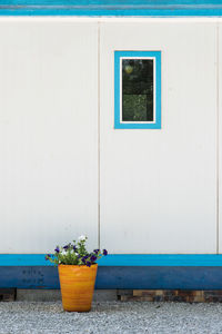 Potted plant on window of white building