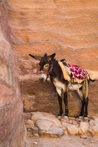 Horse standing on rock against wall