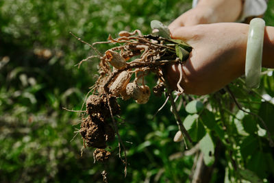 Close-up of hand holding plant