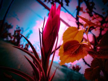 Close-up of pink flowers