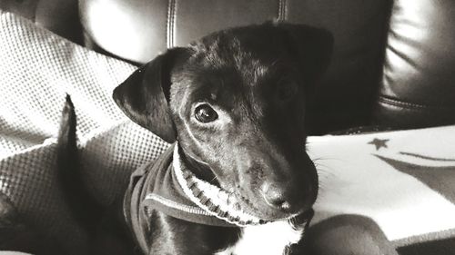 Close-up portrait of dog at home