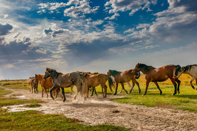 Horses on a field