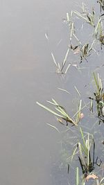 High angle view of lizard on lake