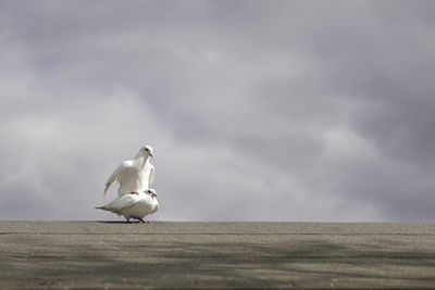 Seagulls perching on retaining wall against sky