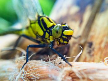 Close-up of fly