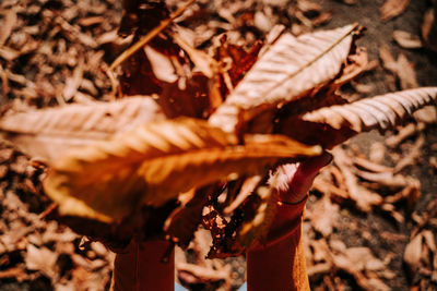 Close-up of dried leaves on barbecue grill