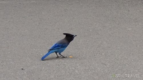 Bird perching on wall