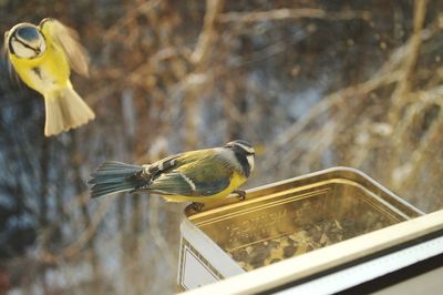 Bluetits seen through glass window during winter