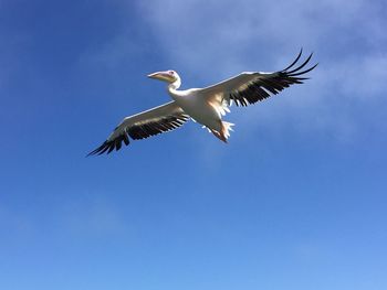 Low angle view of a pelican flying against blue sky