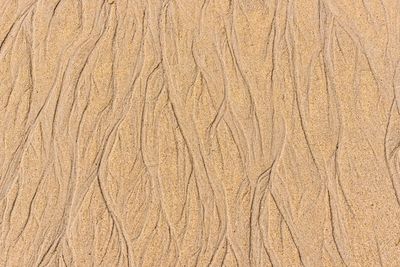 Close-up view of leaf