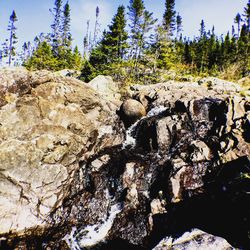 Trees growing on rocks