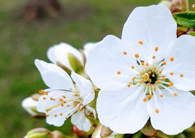 Close-up of white cherry blossoms